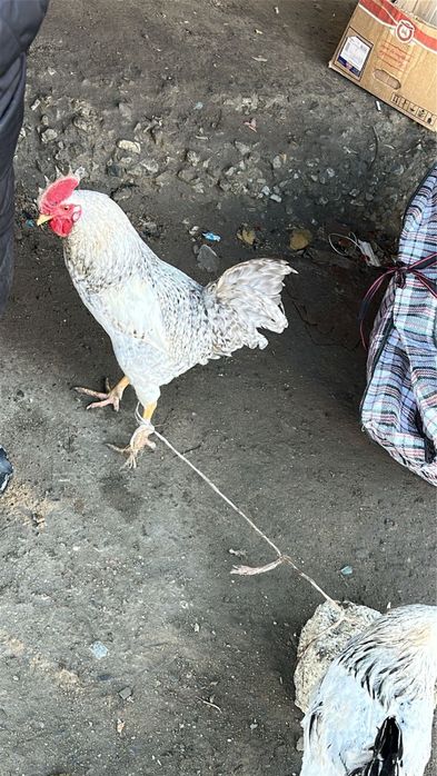 Атеш сатылады…..