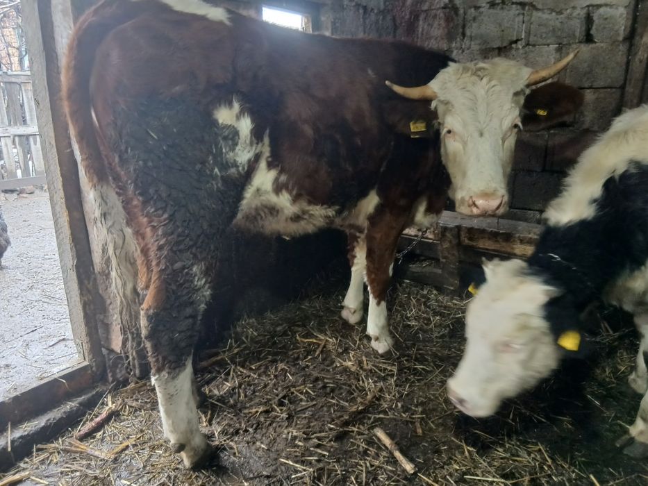 De vânzare! Junincă si vitea