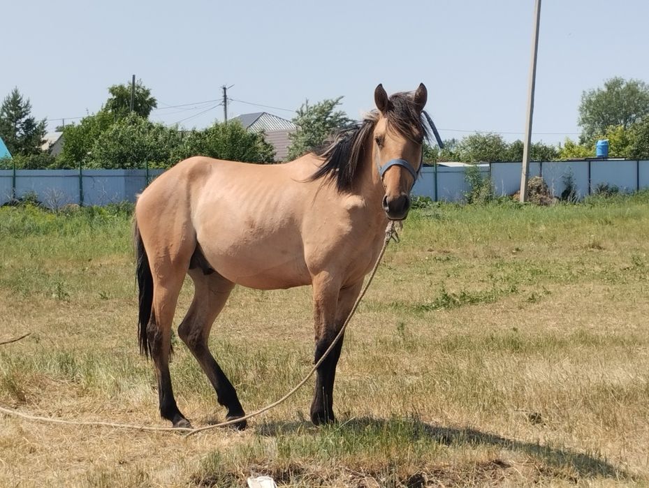 Жылқы құнан 2 кі жаста сатылады