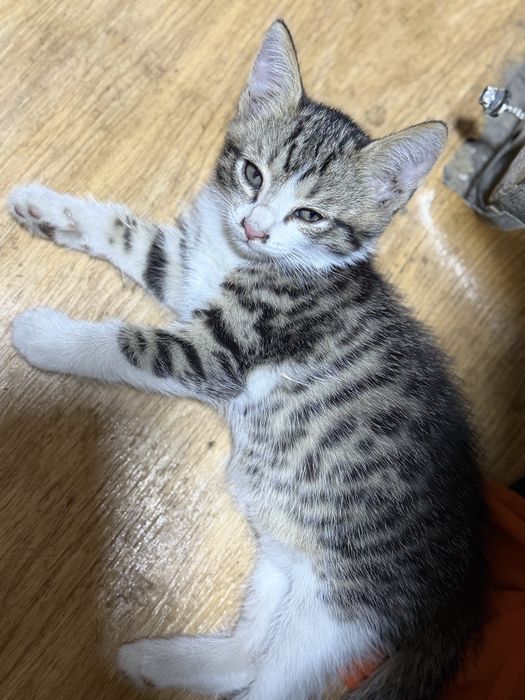 Отдам котят в добрые руки!
