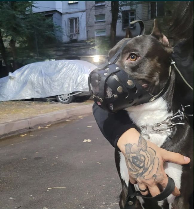 Бойцовая собака