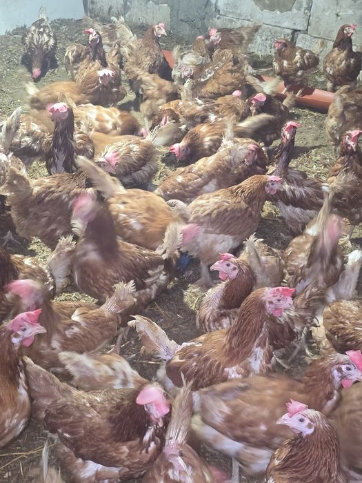 Gainii outoare,pui colorați rasa mixta și de carne la prețul de 20 de lei bucata 
Locuiesc în Baleni sarbi 
Nr:07********52