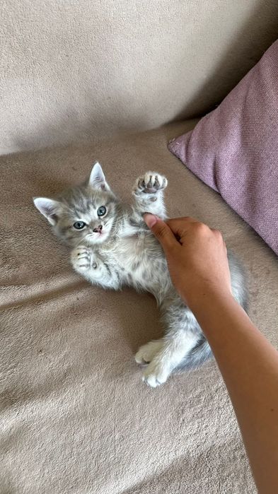 Продаются котята.
