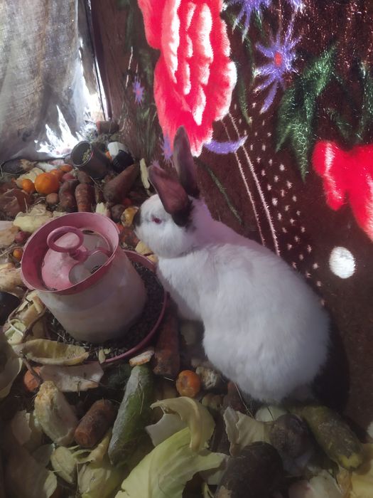 Продам кроликов Калифорния