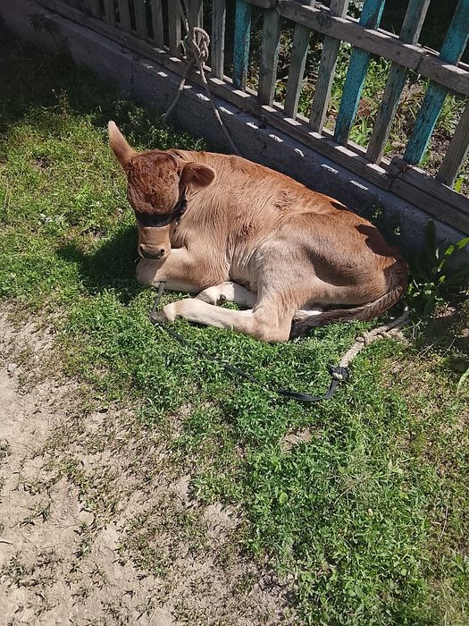 Еркек бузау 1 айлык срочно