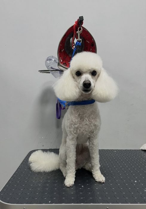 Экспресс линька для кошек и собак