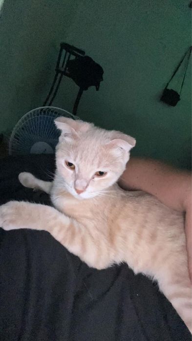 Вислоухая кошечка, отдам