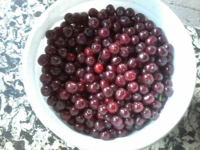 Продам саженцы