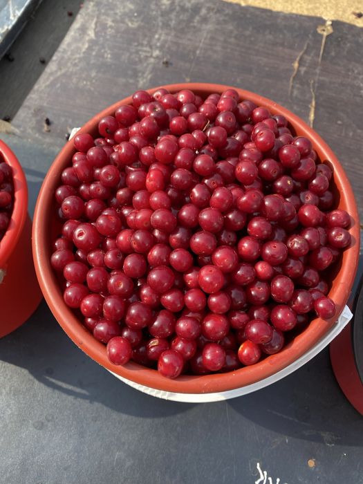Продам вишю лесная свежие