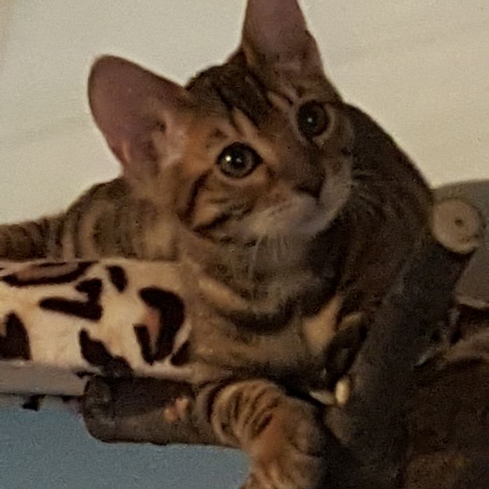 Продаются бенгальские малыши