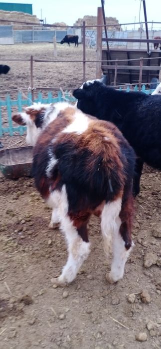 Баспақтар сатылады