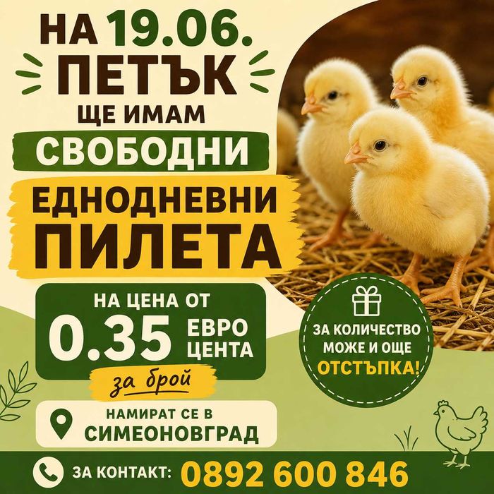 Еднодневни малки пилета