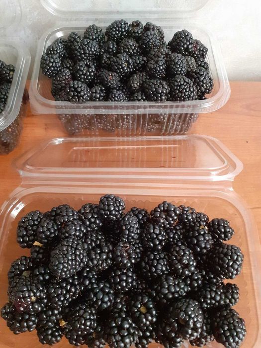 Butasi de mure gigant