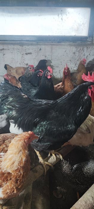 Куры Амрокс Германия молоды