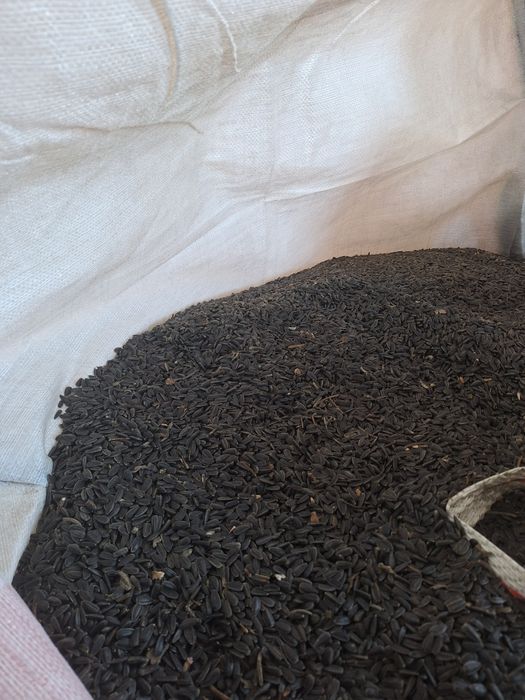 Vindem floare soarelui