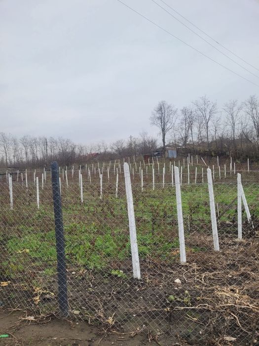 Vând loc de casă în localitatea Trușești la 30de kilometri de Botoșani