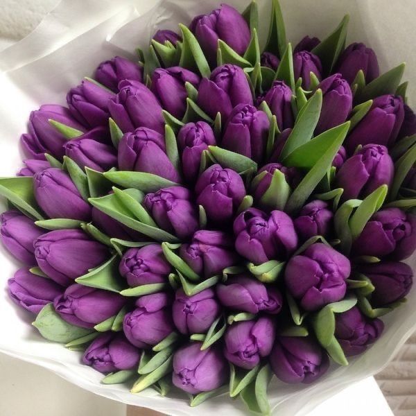 Тюльпаны предзаказ на 8март