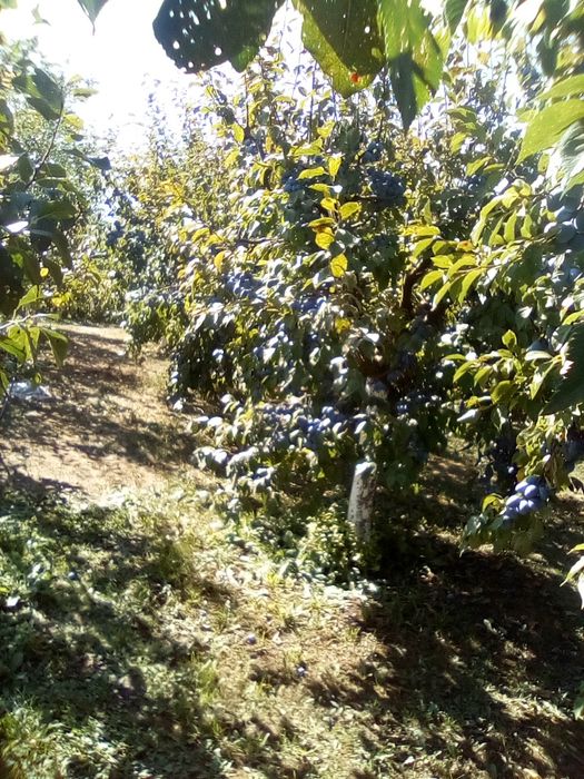Vindem prune bune