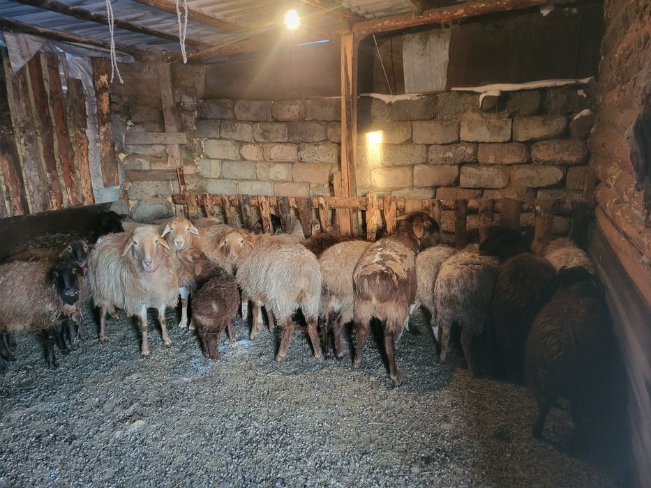 Продам овец оптом курдючные.