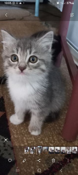 Отдам котят бесплатно