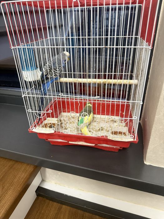 Продается попугай срочно продам