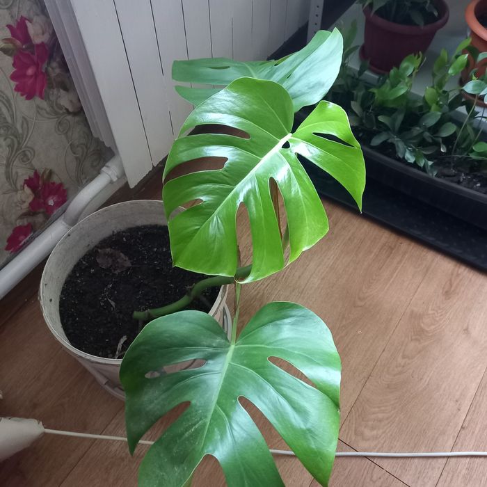 Продам комнатные цветы