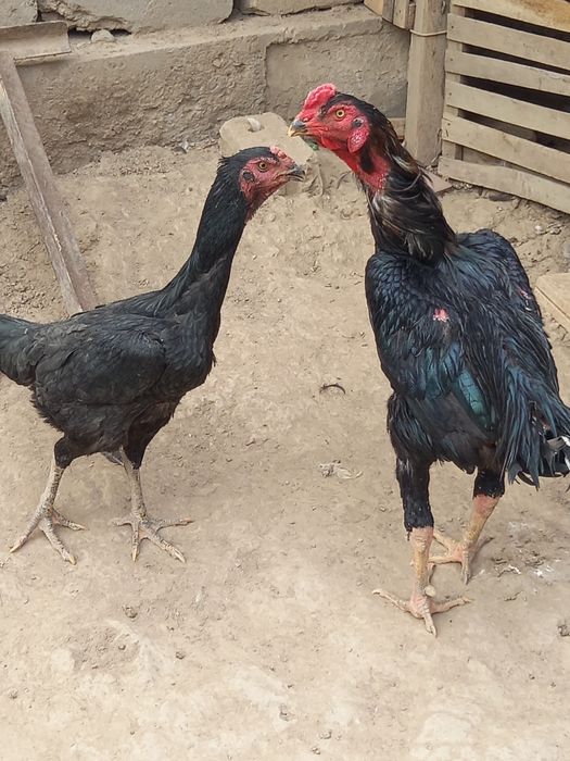 Zotdor uruwadigan xorozla bor.4 ta tayyor bollariyam bor.