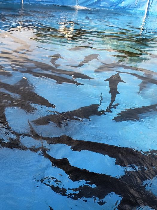 Продается малек осетра