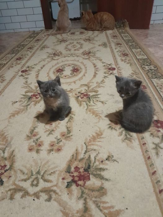 Отдам котят в хорошие руки