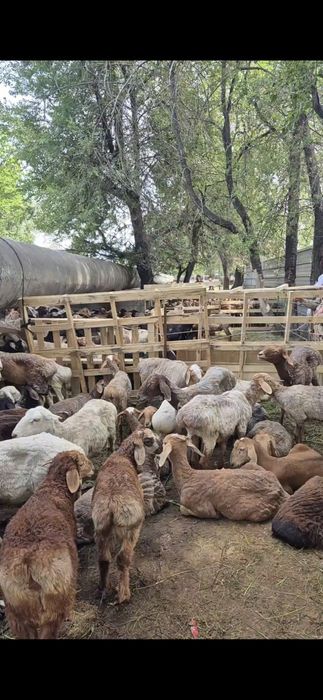 Қой бараны Фариза Онгарсынова 60