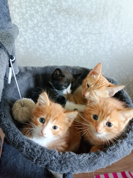 Отдам котят почти 2 месяца