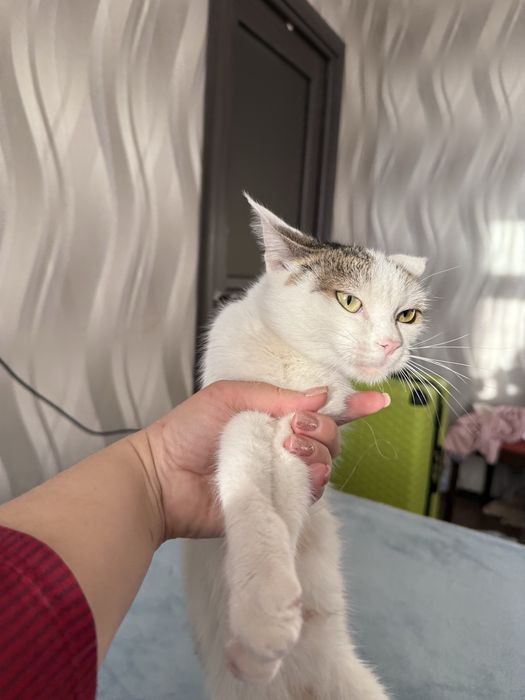 Отдам кошку ДЖЕССИКУ