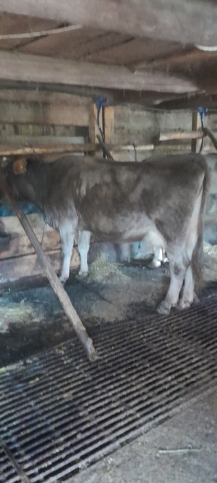 Vând vaca bruna de 5 vitei