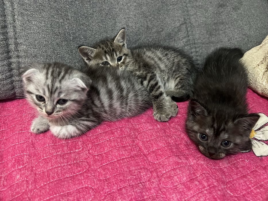 продам котят срочно