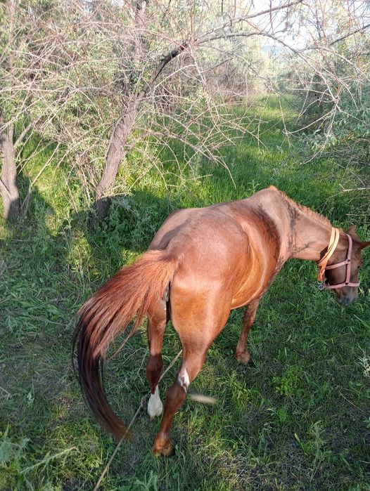 Продаю Кабылу лошадь