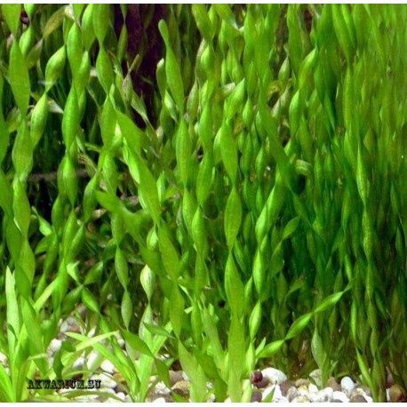 Аквариумные растения