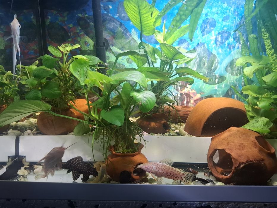 Продавам два  Аквариума