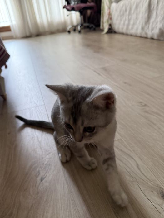 Котёнок, помесь британца — ищет любящий дом