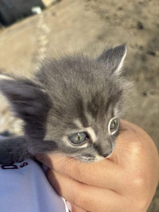продам котят 1 месяц 2 недели