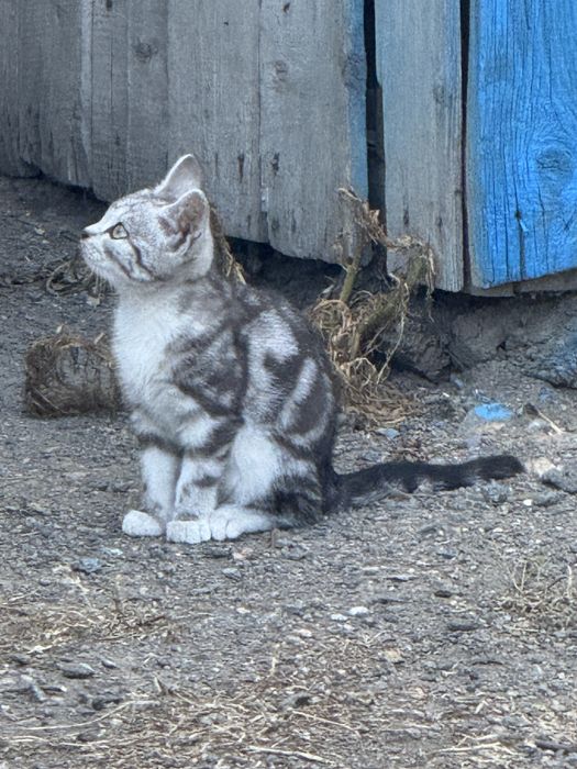 Отлам котенка БЕСПЛАТНО