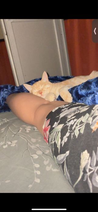 Котик, рыжий, красивый …..