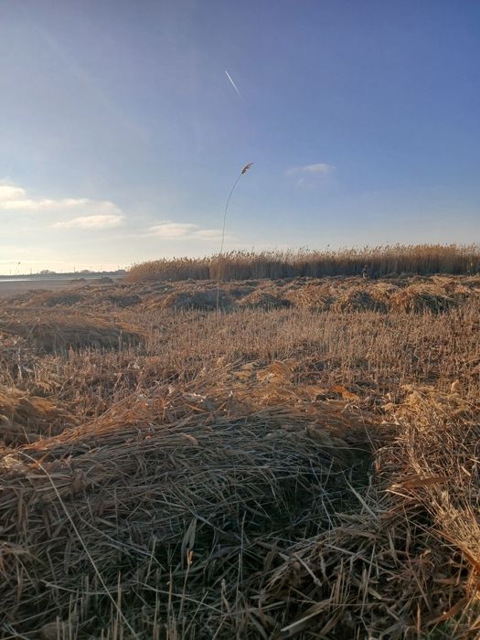 Qamish sotiladi narxini galishamiz.