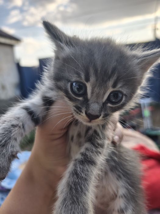 Отдам котят в добрые руки