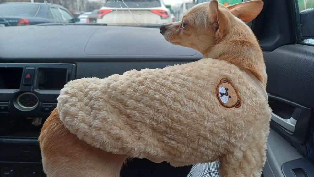 Продам щенка той терьера.