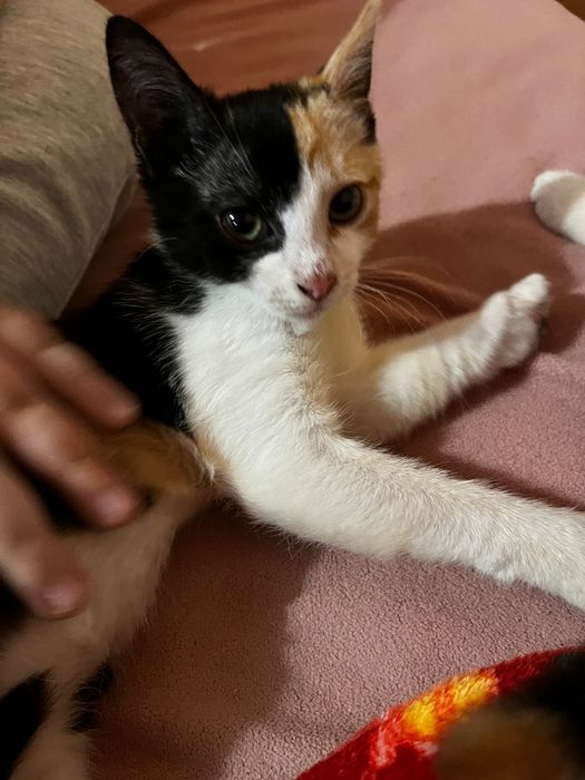 Donez pisicuta de aprox. 4 luni