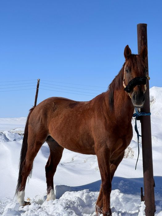 Бойы 1 70 кокпар ойнайт