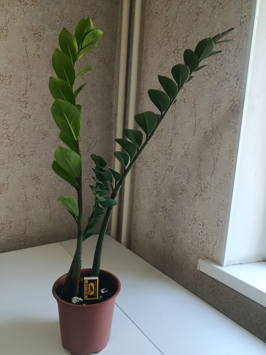 Комнатные цветы разные