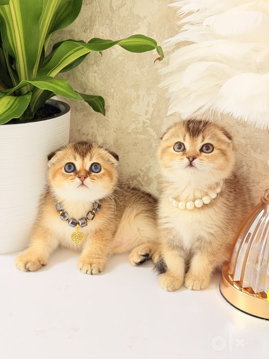 Котята чистокровные