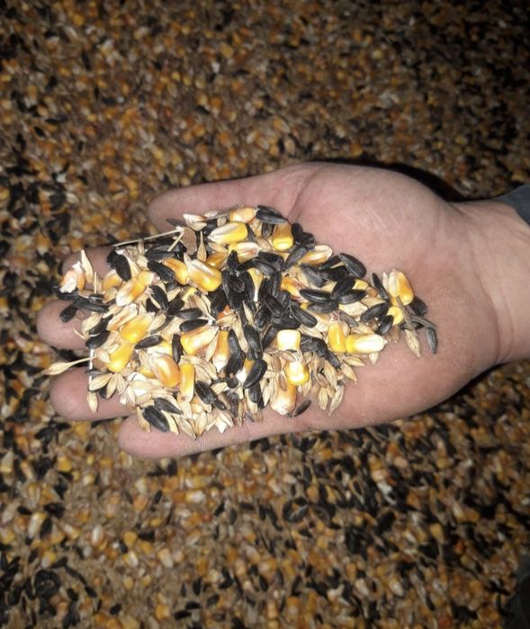 Amestec cereale pentru porumbei,porci,păsări,oi,capre