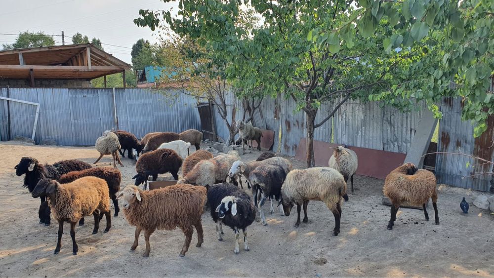 Тоқты мен қой сатылады